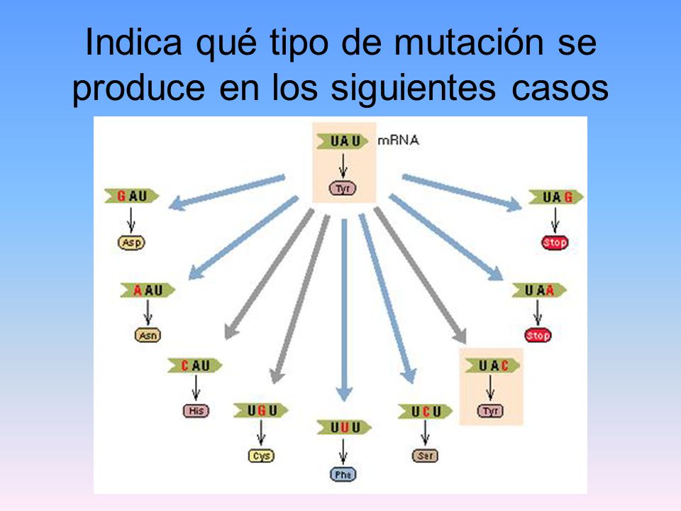 Indica qué tipo de mutación se produce en los siguientes casos