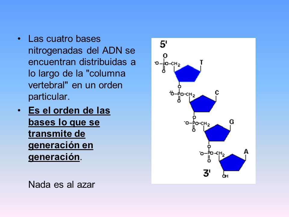 Las cuatro bases nitrogenadas del ADN se encuentran distribuidas a lo largo de la columna vertebral en un orden particular.