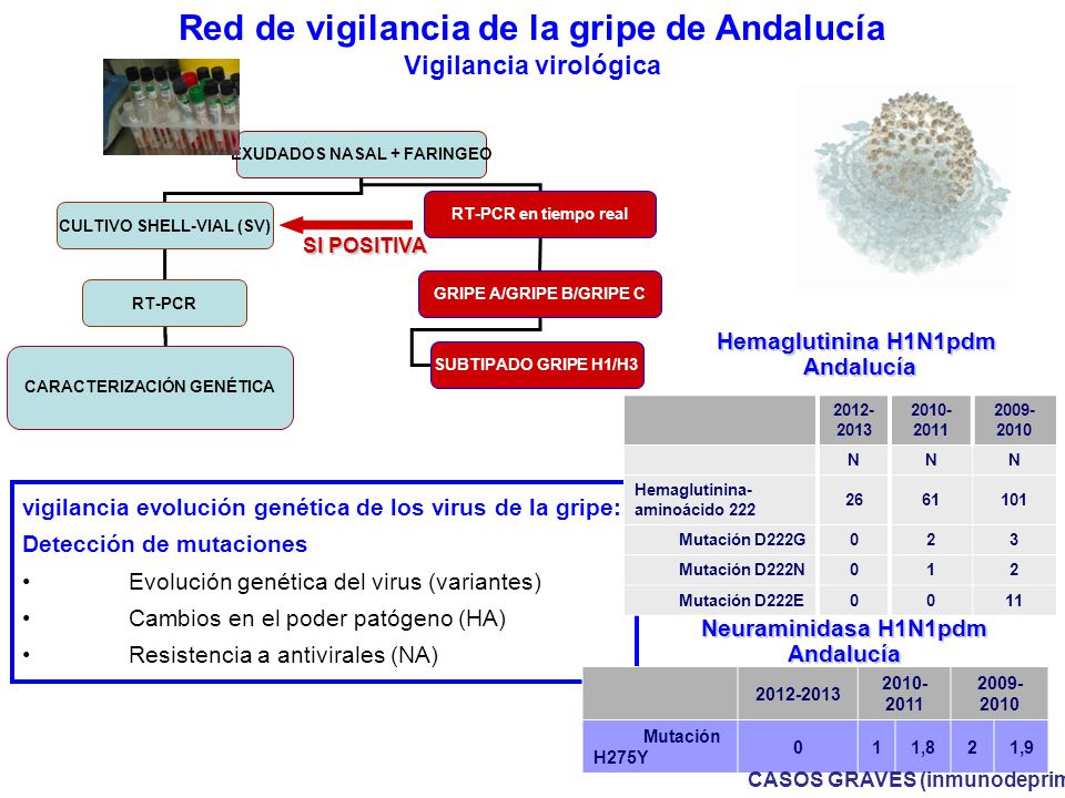 Red de vigilancia de la gripe de Andalucía Vigilancia virológica