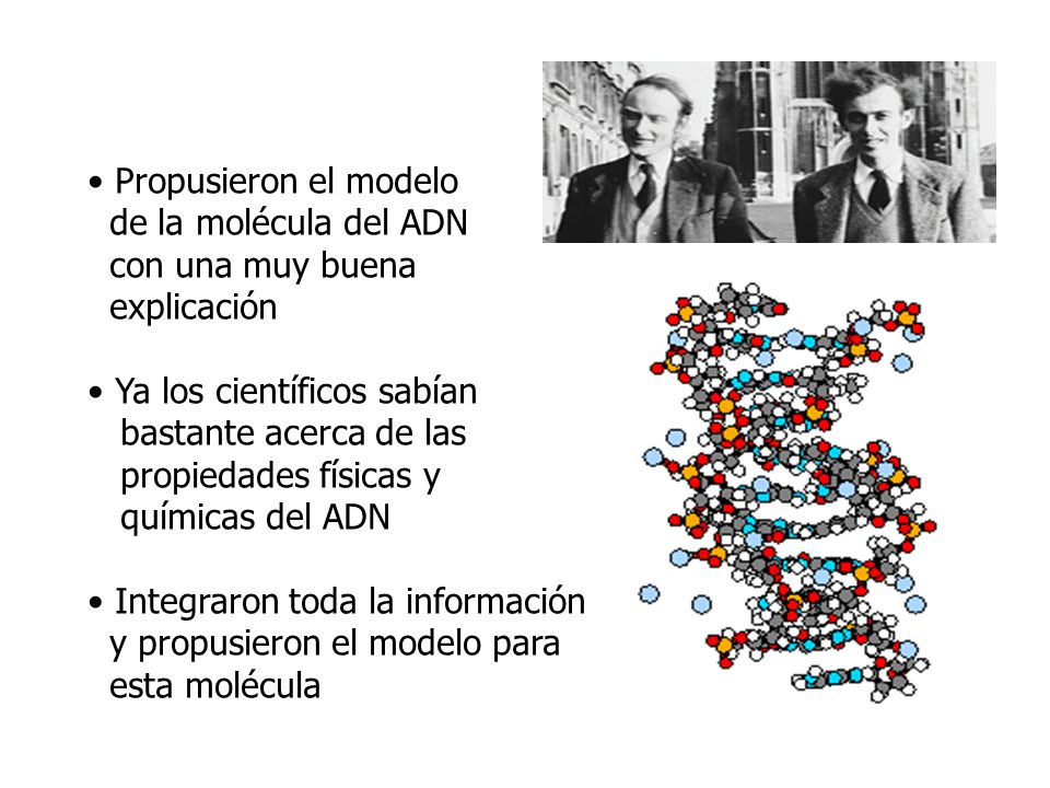 Top 88+ imagen científicos que propusieron el modelo de la molécula del adn