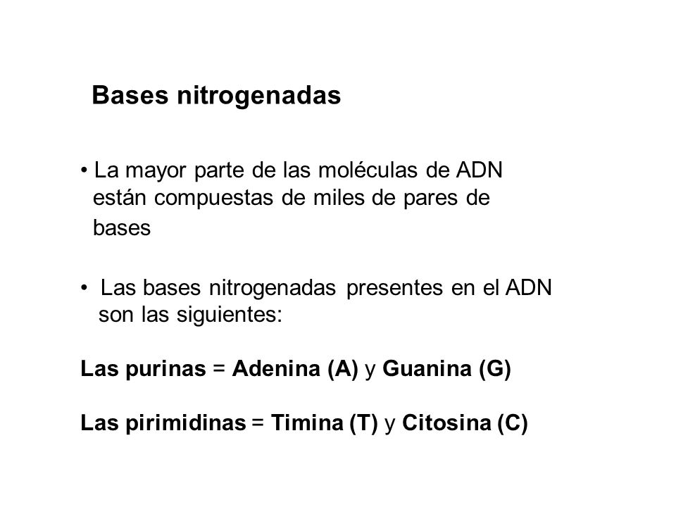 Bases nitrogenadas La mayor parte de las moléculas de ADN