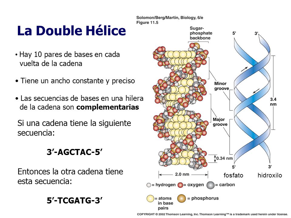 La Double Hélice Si una cadena tiene la siguiente secuencia: