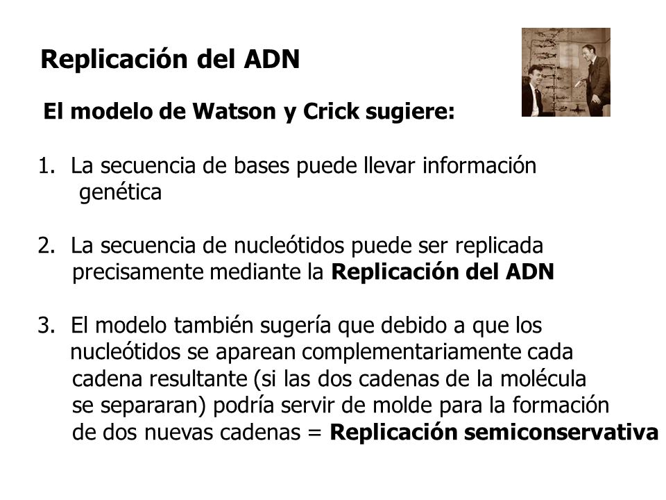 Replicación del ADN El modelo de Watson y Crick sugiere: