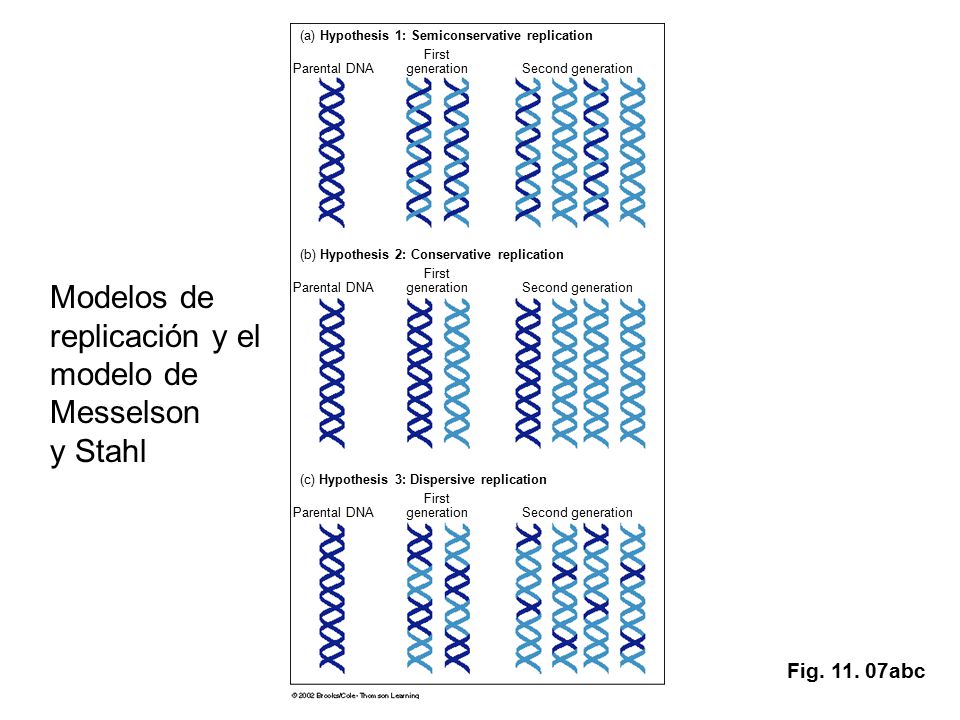 Modelos de replicación y el modelo de Messelson y Stahl Fig abc