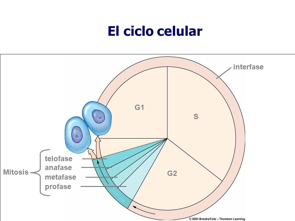 El ciclo celular interfase G1 S telofase anafase Mitosis G2 metafase