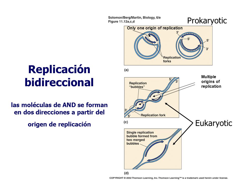 Prokaryotic Only one origin of replication. Multiple. origins of. replication.