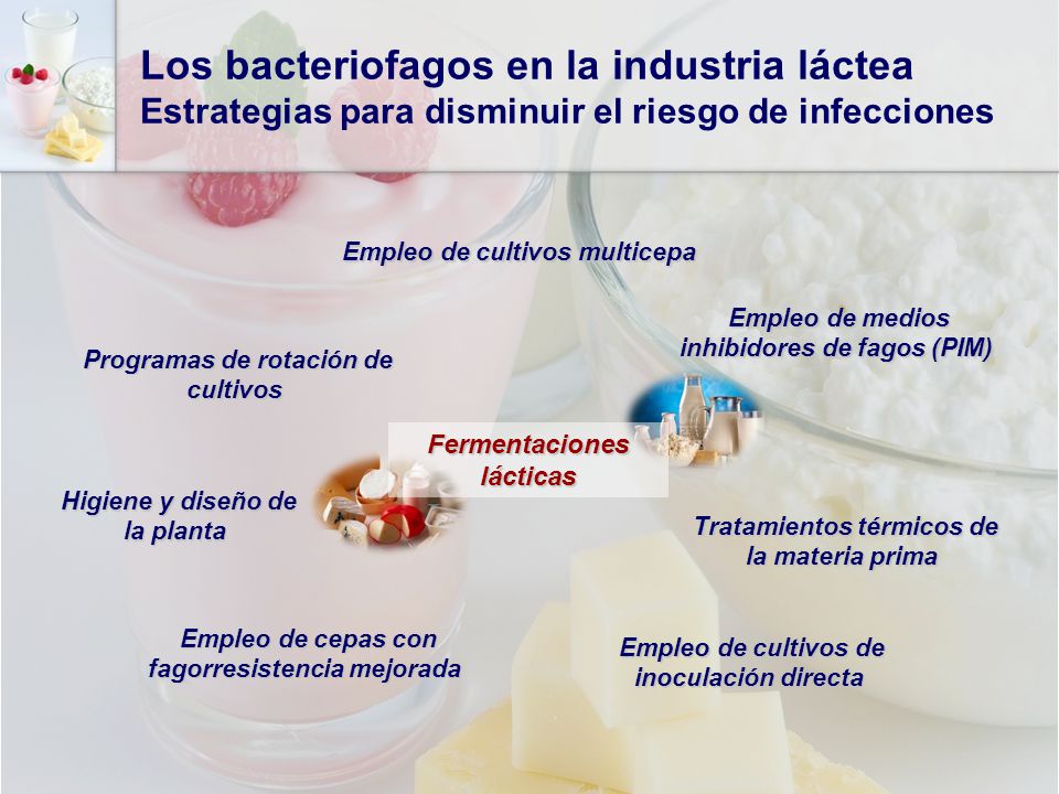 Los bacteriofagos en la industria láctea