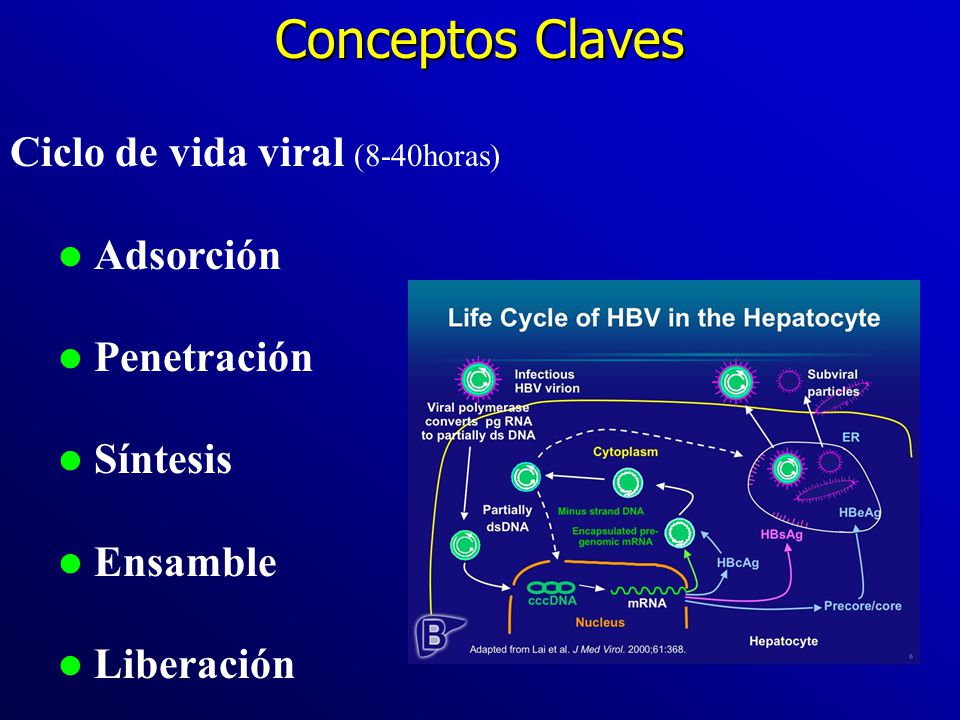 Conceptos Claves Ciclo de vida viral (8-40horas) Adsorción Penetración