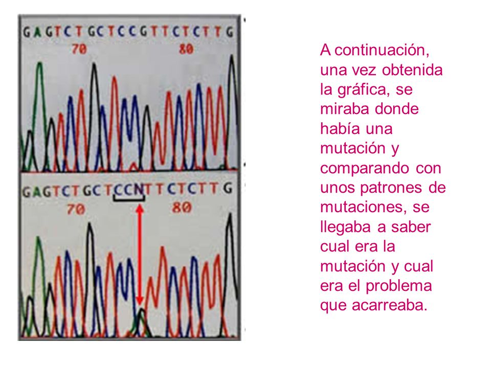 A continuación, una vez obtenida la gráfica, se miraba donde había una mutación y comparando con unos patrones de mutaciones, se llegaba a saber cual era la mutación y cual era el problema que acarreaba.