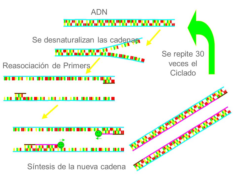 ADN Se repite 30. veces el. Ciclado. Se desnaturalizan las cadenas.