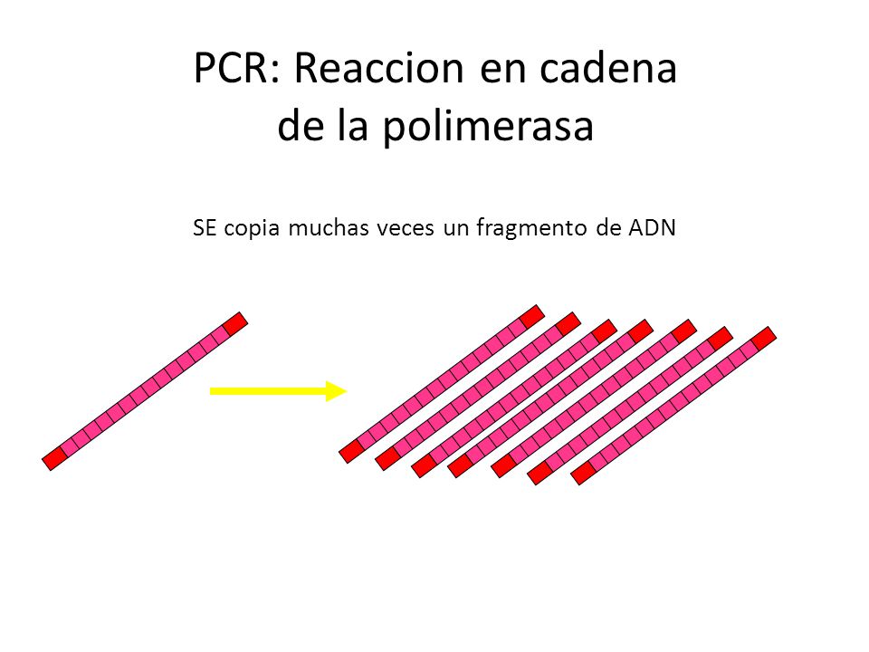 PCR: Reaccion en cadena de la polimerasa SE copia muchas veces un fragmento de ADN