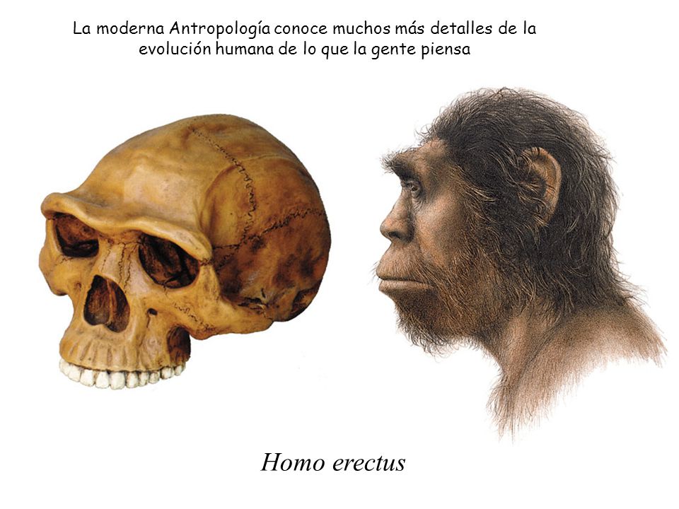 La moderna Antropología conoce muchos más detalles de la evolución humana de lo que la gente piensa