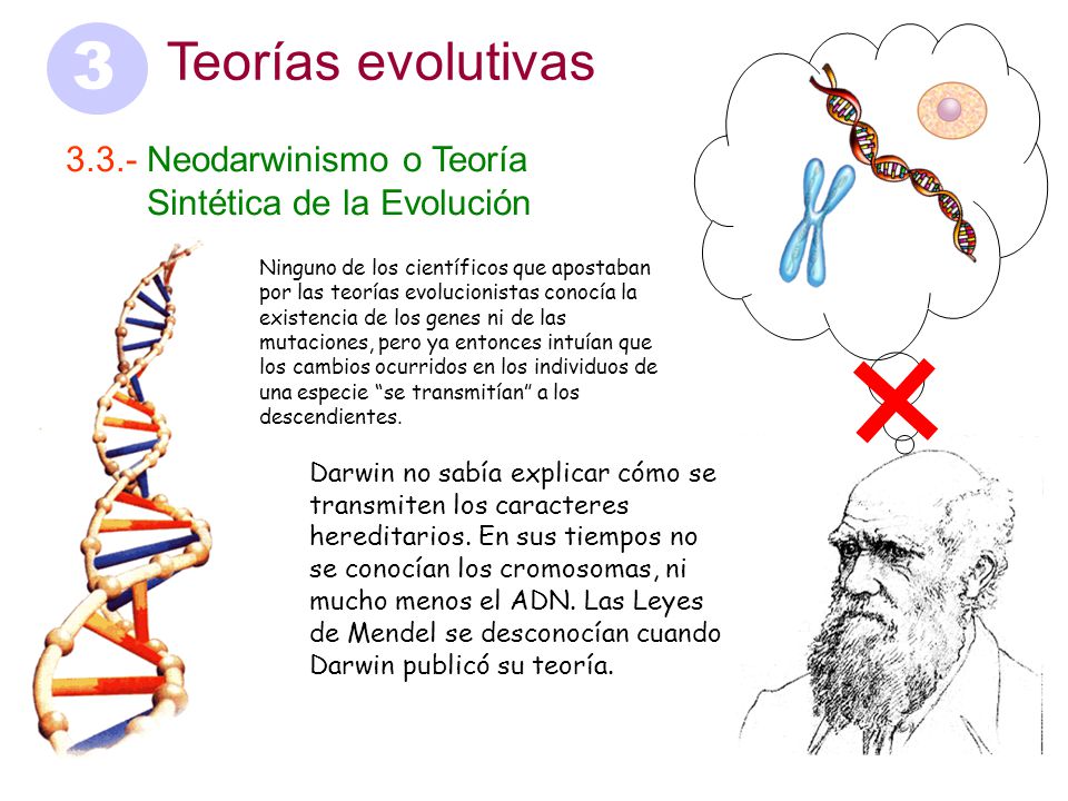 3 Teorías evolutivas Neodarwinismo o Teoría …….Sintética de la Evolución.