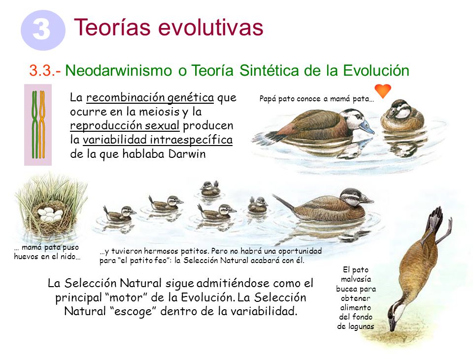 El pato malvasía bucea para obtener alimento del fondo de lagunas