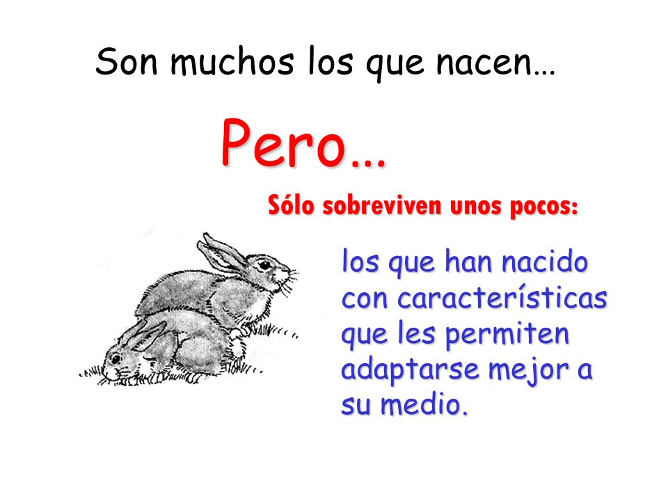 Pero… Son muchos los que nacen… Sólo sobreviven unos pocos: