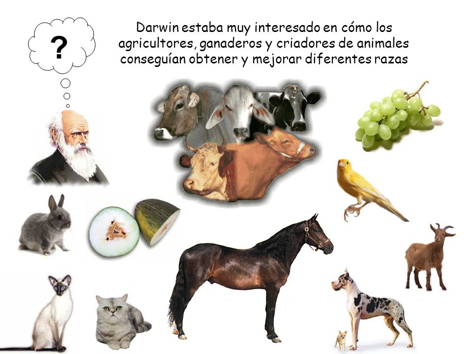 Darwin estaba muy interesado en cómo los agricultores, ganaderos y criadores de animales conseguían obtener y mejorar diferentes razas.