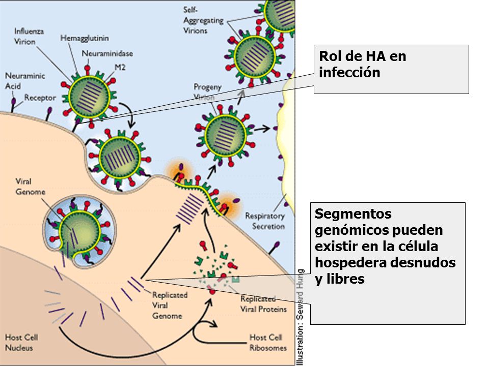Rol de HA en infección Segmentos genómicos pueden existir en la célula hospedera desnudos y libres