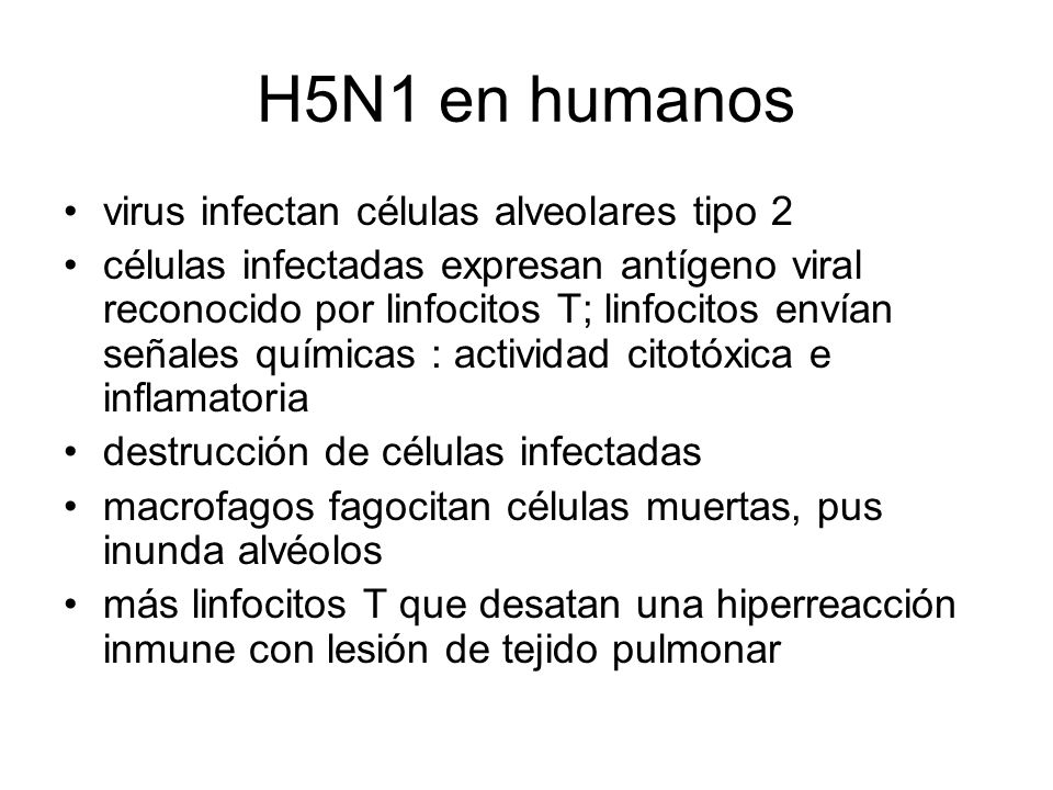 H5N1 en humanos virus infectan células alveolares tipo 2