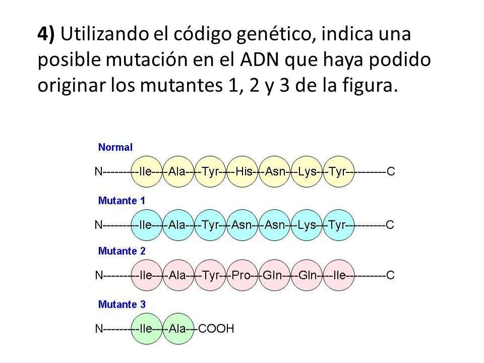4) Utilizando el código genético, indica una posible mutación en el ADN que haya podido originar los mutantes 1, 2 y 3 de la figura.