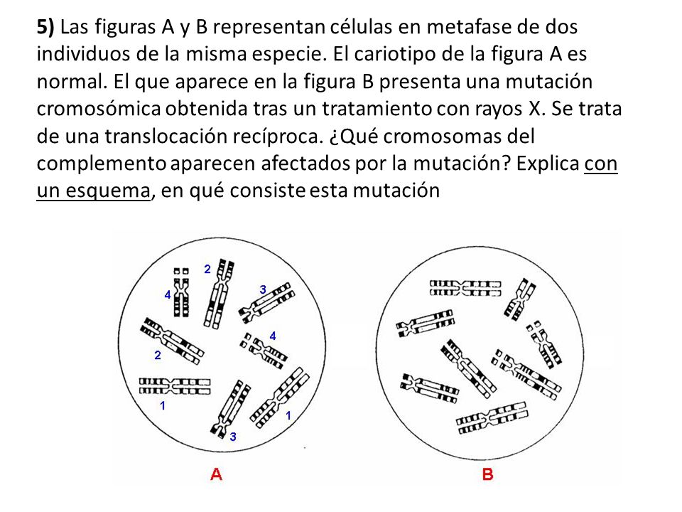 5) Las figuras A y B representan células en metafase de dos individuos de la misma especie.