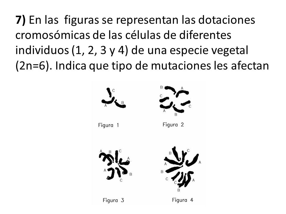 7) En las figuras se representan las dotaciones cromosómicas de las células de diferentes individuos (1, 2, 3 y 4) de una especie vegetal (2n=6).
