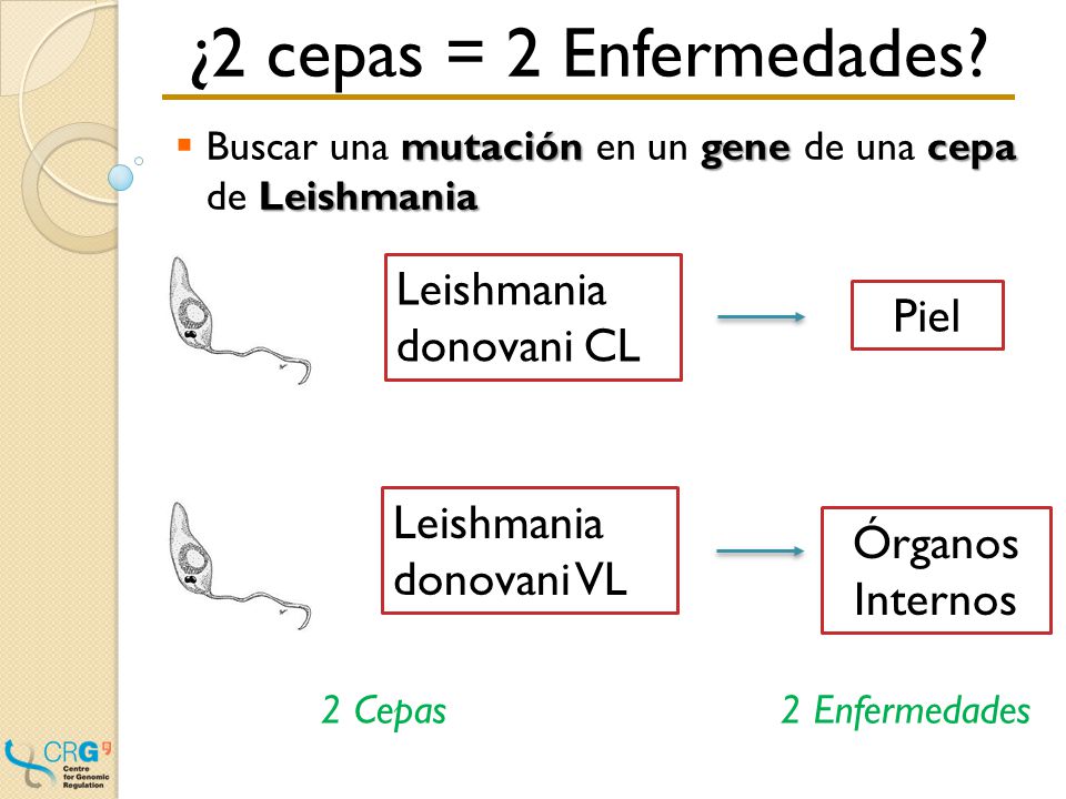 ¿Qué vamos a hacer Piel Leishmaniosis Órganos Internos