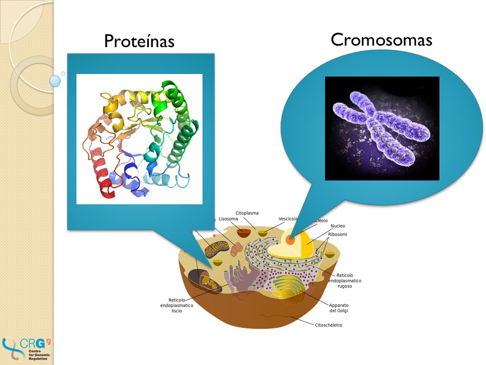 ¿Qué es una célula elemento de menor tamaño que puede considerarse vivo: 30 µm. Leishmania = 1 célula.