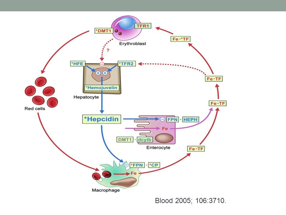 Genetic disorders affect different steps of the iron regulatory loop