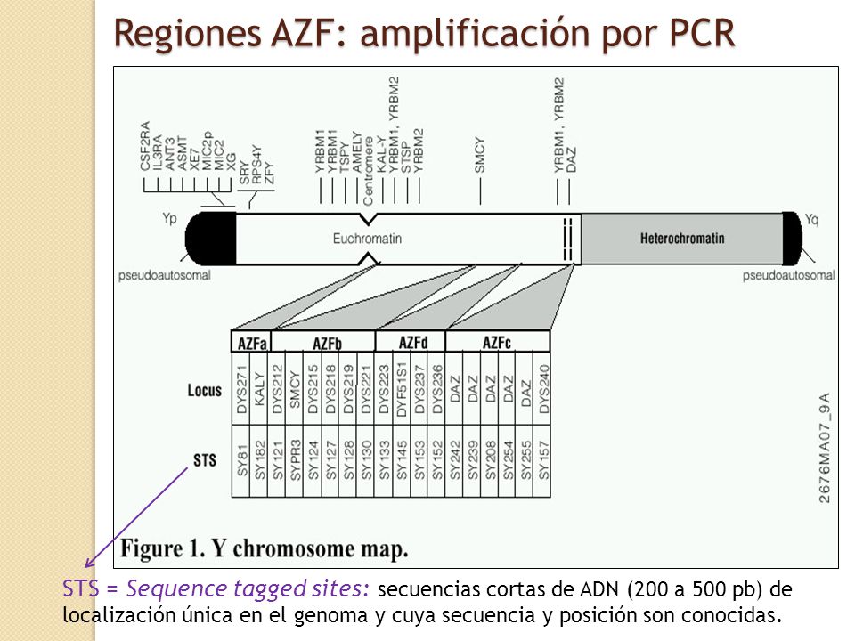 Regiones AZF: amplificación por PCR
