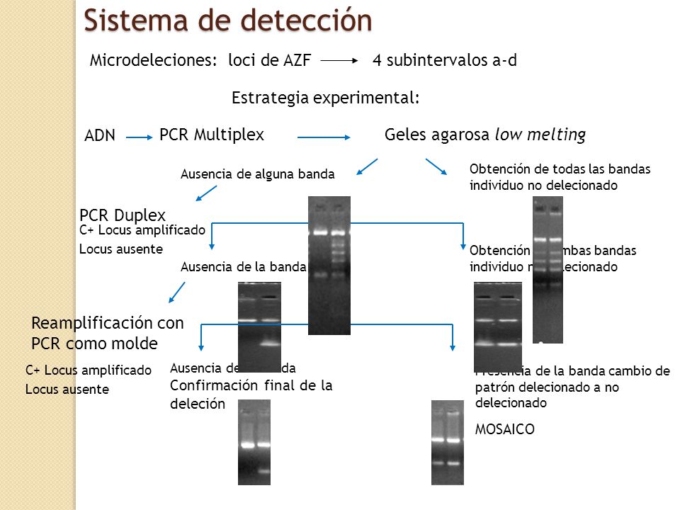 Sistema de detección Microdeleciones: loci de AZF 4 subintervalos a-d