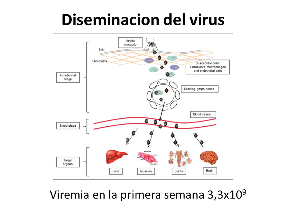 Diseminacion del virus
