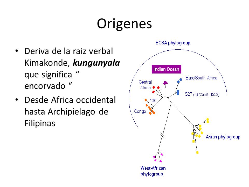 Origenes Deriva de la raiz verbal Kimakonde, kungunyala que significa encorvado Desde Africa occidental hasta Archipielago de Filipinas.