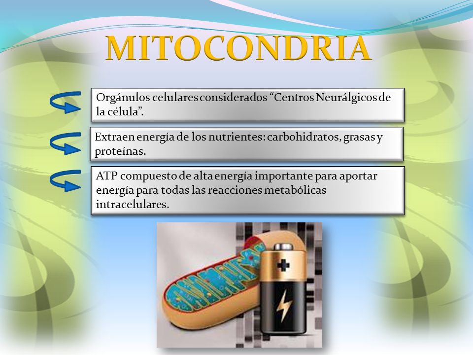MITOCONDRIA Orgánulos celulares considerados Centros Neurálgicos de la célula .
