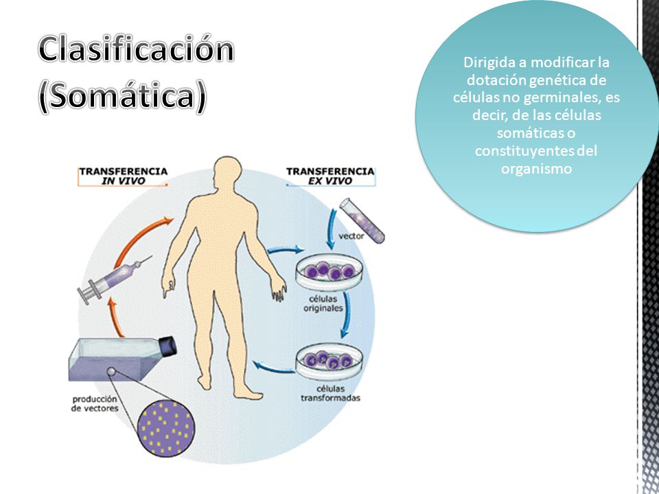 Clasificación (Somática)