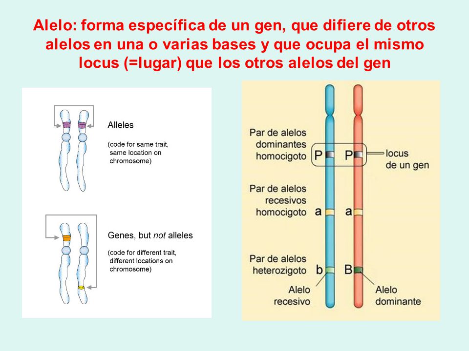 Alelo: forma específica de un gen, que difiere de otros alelos en una o varias bases y que ocupa el mismo locus (=lugar) que los otros alelos del gen