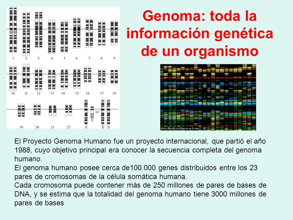 Genoma: toda la información genética de un organismo