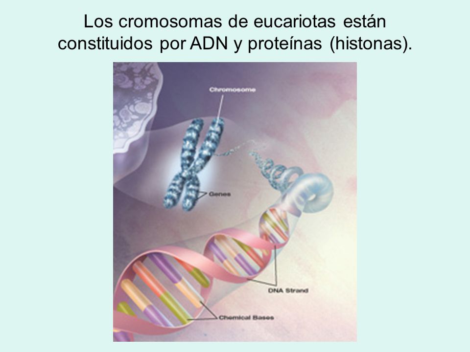Los cromosomas de eucariotas están constituidos por ADN y proteínas (histonas).