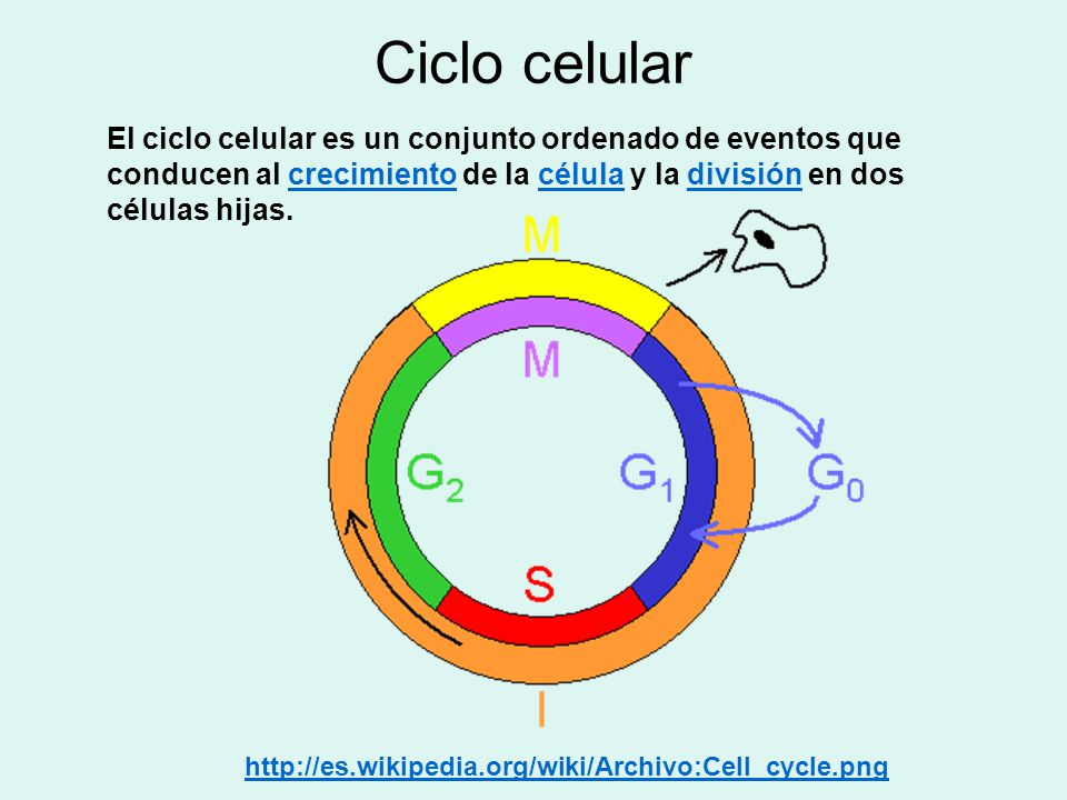 Ciclo celular El ciclo celular es un conjunto ordenado de eventos que conducen al crecimiento de la célula y la división en dos células hijas.