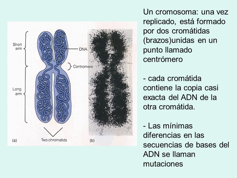 Un cromosoma: una vez replicado, está formado por dos cromátidas (brazos)unidas en un punto llamado centrómero