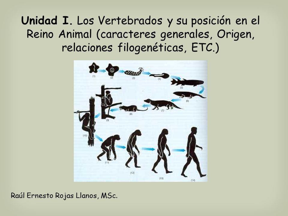 Unidad I. Los Vertebrados y su posición en el Reino Animal (caracteres generales, Origen, relaciones filogenéticas, ETC.)