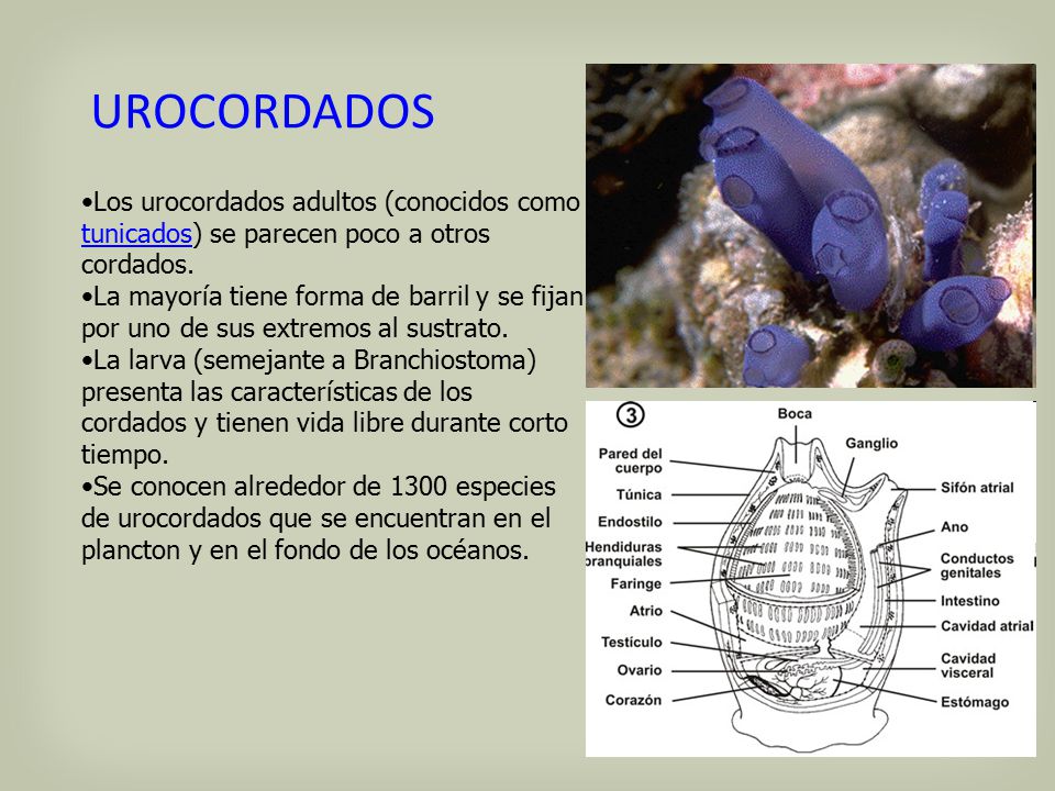 UROCORDADOS Los urocordados adultos (conocidos como tunicados) se parecen poco a otros cordados.