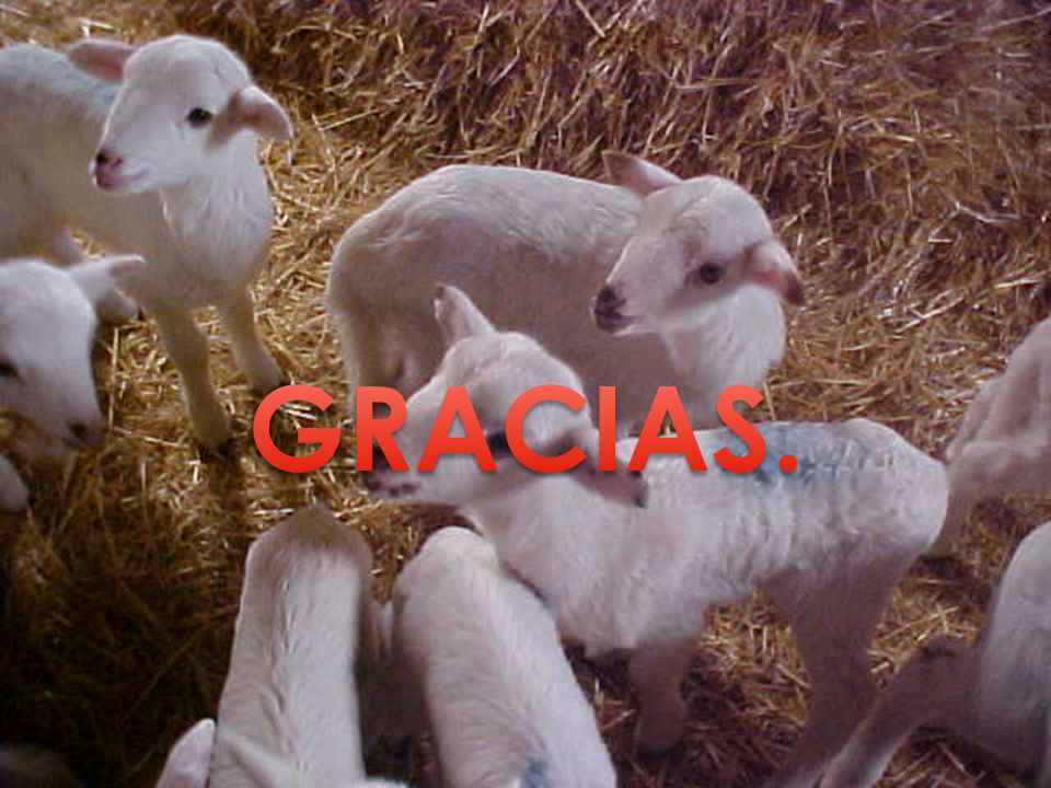 GRACIAS.