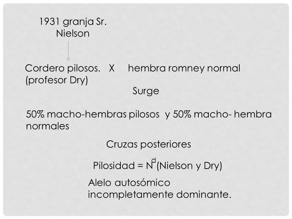 Cordero pilosos. X hembra romney normal (profesor Dry)