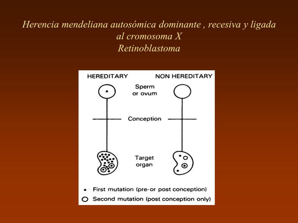 Herencia mendeliana autosómica dominante , recesiva y ligada al cromosoma X Retinoblastoma