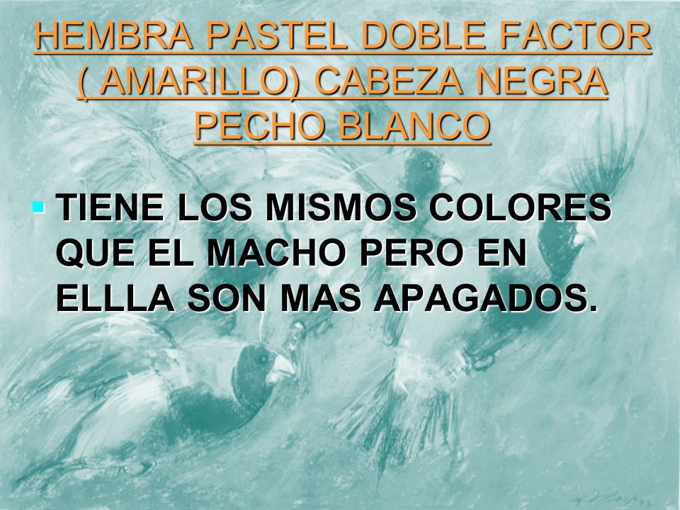 HEMBRA PASTEL DOBLE FACTOR ( AMARILLO) CABEZA NEGRA PECHO BLANCO