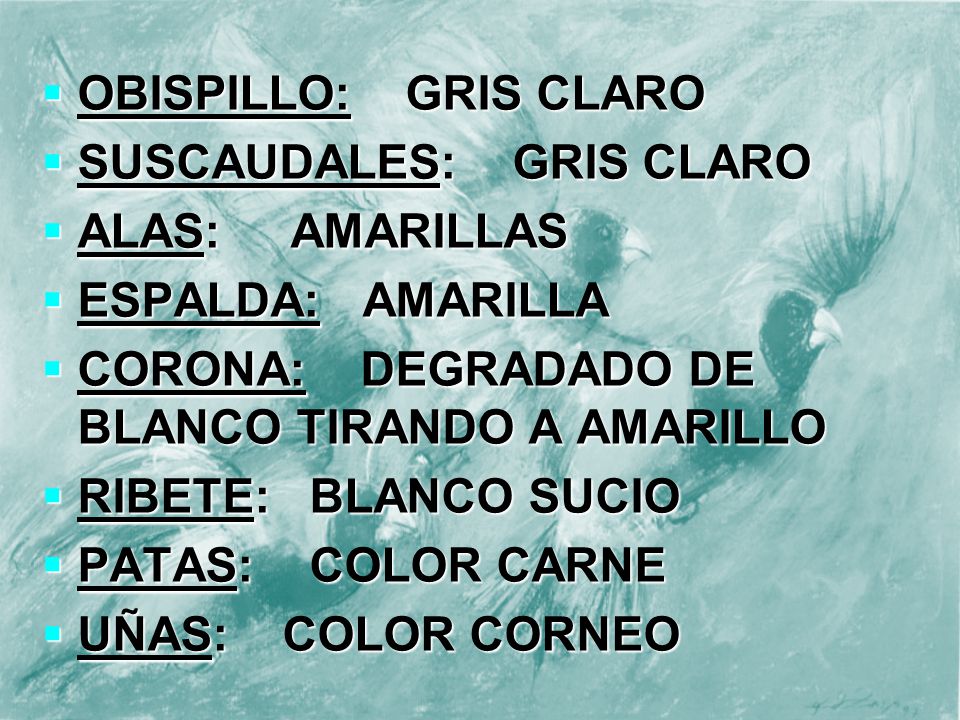 OBISPILLO: GRIS CLARO SUSCAUDALES: GRIS CLARO. ALAS: AMARILLAS. ESPALDA: AMARILLA. CORONA: DEGRADADO DE BLANCO TIRANDO A AMARILLO.