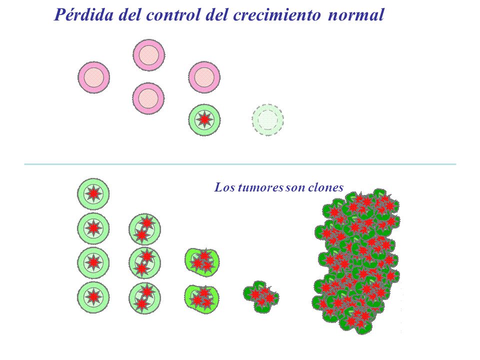 Cell Suicide or Apoptosis Fourth or later mutation