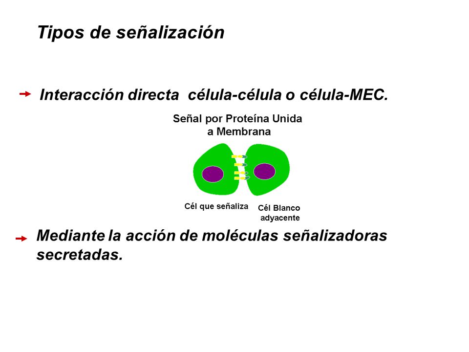 Tipos de señalización Interacción directa célula-célula o célula-MEC.