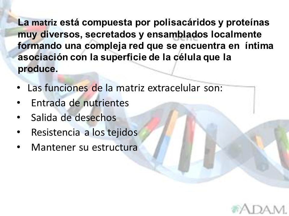 Las funciones de la matriz extracelular son: Entrada de nutrientes
