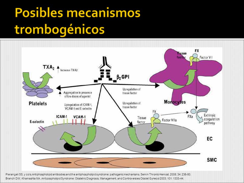 Según la teoría más aeptada, la interferenia de los AAF a nivel de los fosfolípidos de mb plaquetarios y de las células endoteliales produciría una inhibición de la producción de prostaciclina, que actúa como agente antiagregante y vasodilatador. La Prostaglandina se produce a partir del ácido araquidónico, cuya liberación está dismuinuida por la lesión endotelial inducida por los AAF.